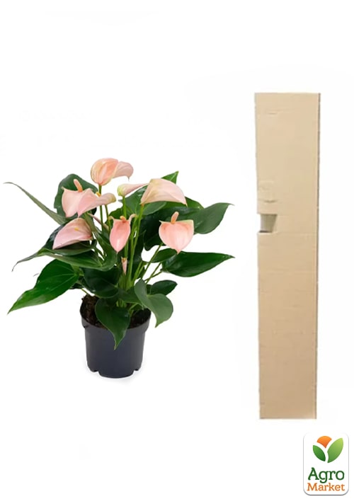 Антуриум (Anthurium) "Joli Peach" - фото 6