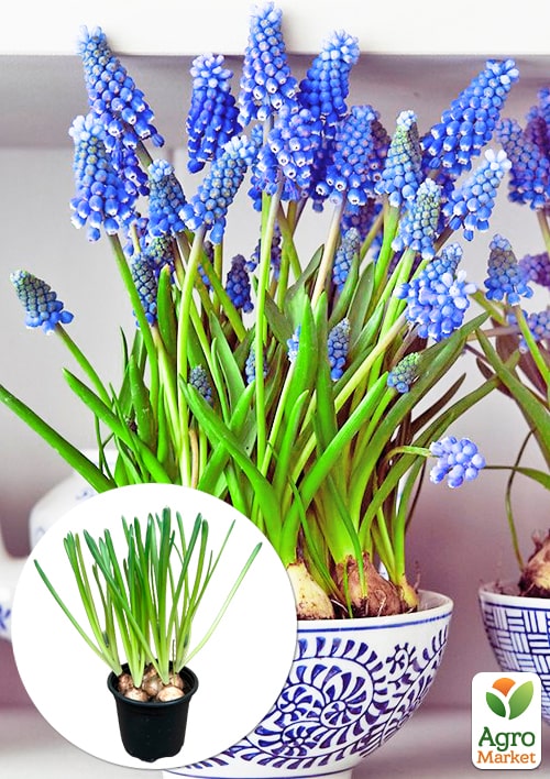 Мускари "Armeniacum" укоренённые