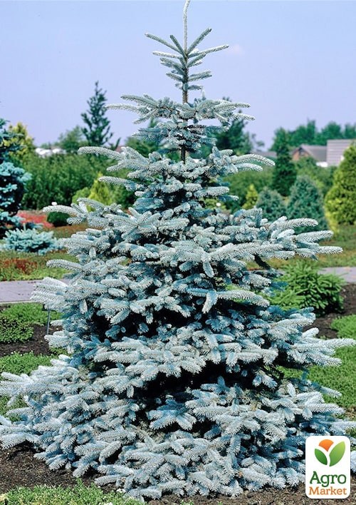 Ель колючая голубая "Suрer Blue" высота 35-50см - фото 3
