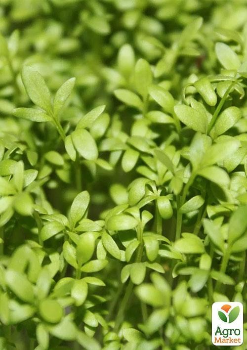 Микрозелень "Чечевица" (в банке) ТМ "Твоя Зеленая Весна" 20г