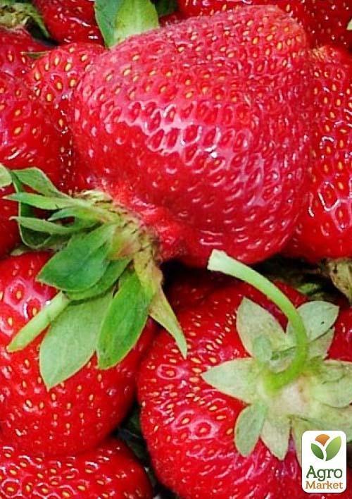 Полуниця "Зенга Зенгана" (Senga Sengana) (середньо-пізній термін дозрівання) - фото 9