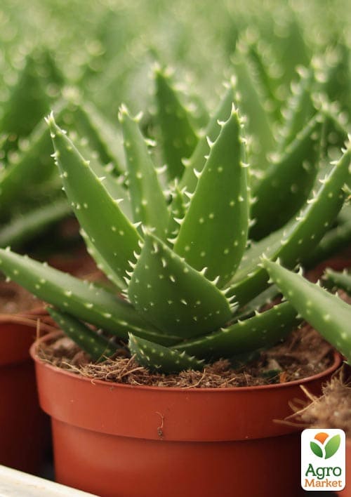 LMTD Алоэ "Perfoliata" высота растения 10см - фото 5