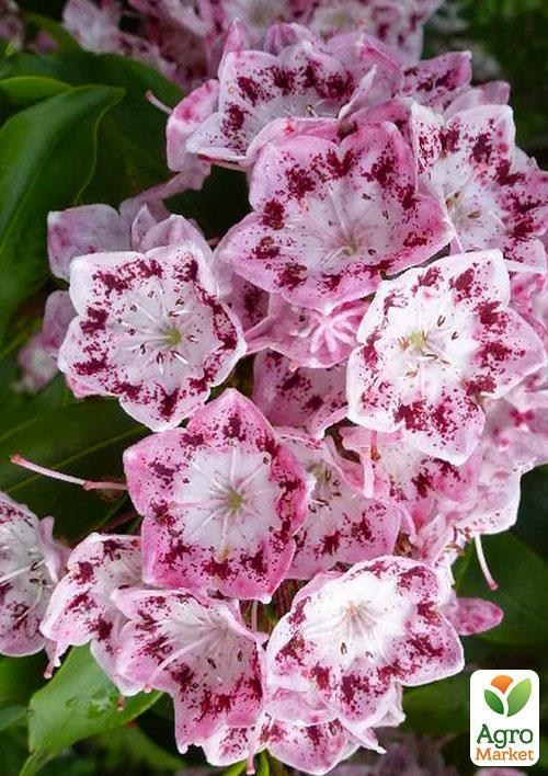 Кальмія latifolia "Hania"