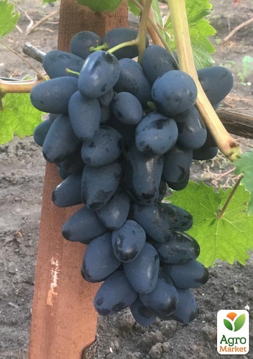 Виноград "Чорний Кристал" (двостатевий, гармонійний смак, хрустка м'якоть) - фото 2