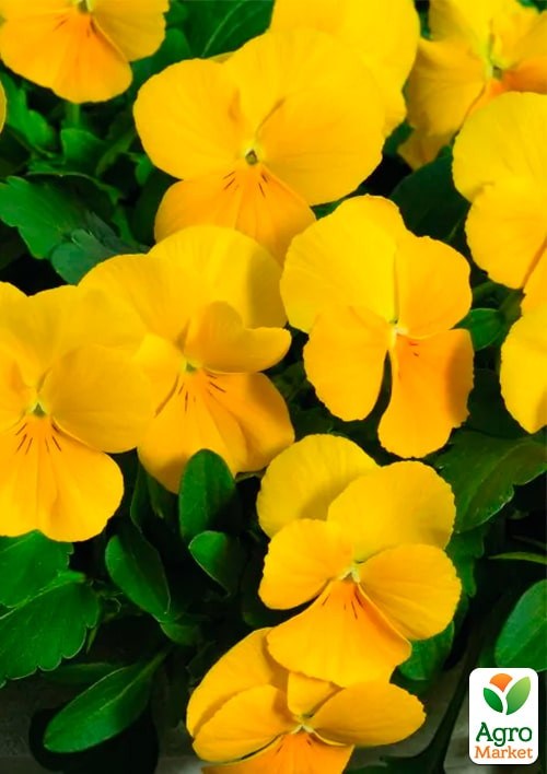 Виола ампельная F1 "Водопад золотой" ТМ "Vesna Exclusive" 5шт