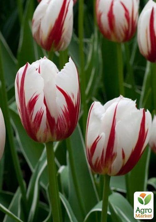 Тюльпан "Midway" 1шт в упаковке