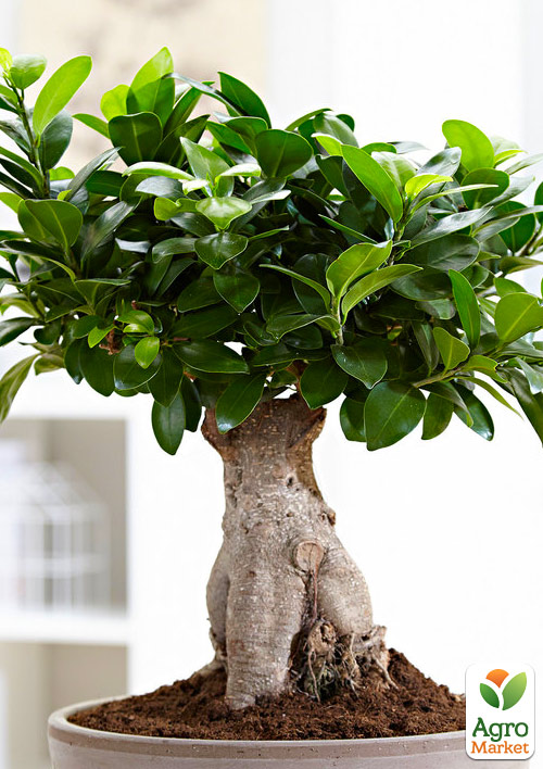 Фікус "Ginseng Retusa" (Бонсай) - фото 6