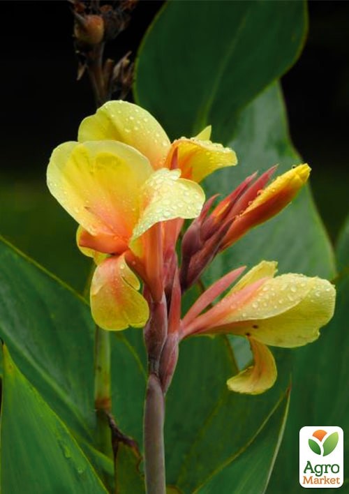 Канна "Fiesta" - фото 2