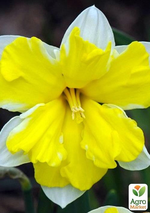 Нарцис "Сassata" 2шт в упаковці