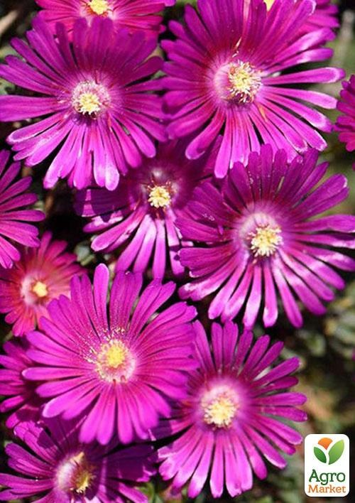 Делосперма (цветущий суккулент)  "Sundella Neon"