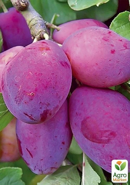 Слива "Велетенська" (осінній сорт, пізній термін дозрівання) - фото 2