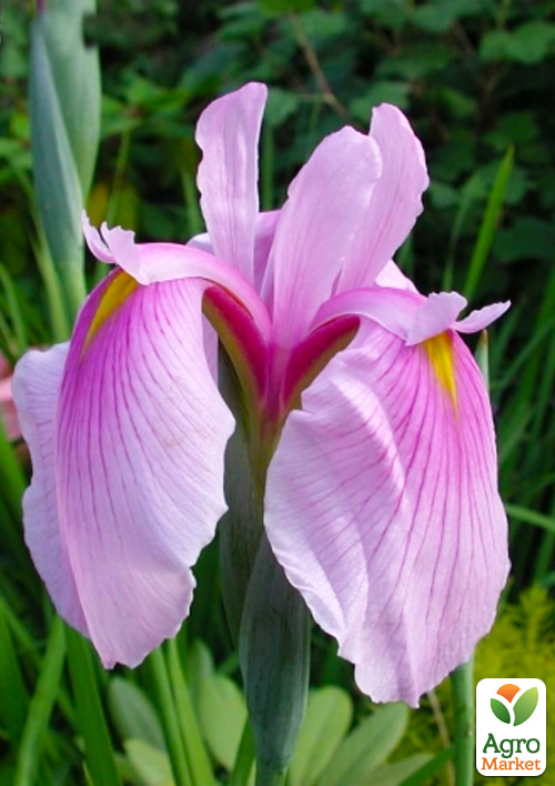 LMTD Ирис гладкий (нимфея) "Laevigata Rose Queen"   - фото 7