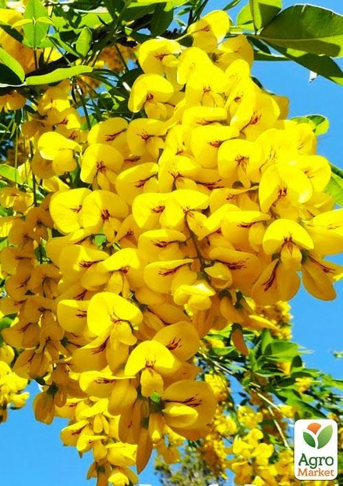 Акация "Карагана желтая"