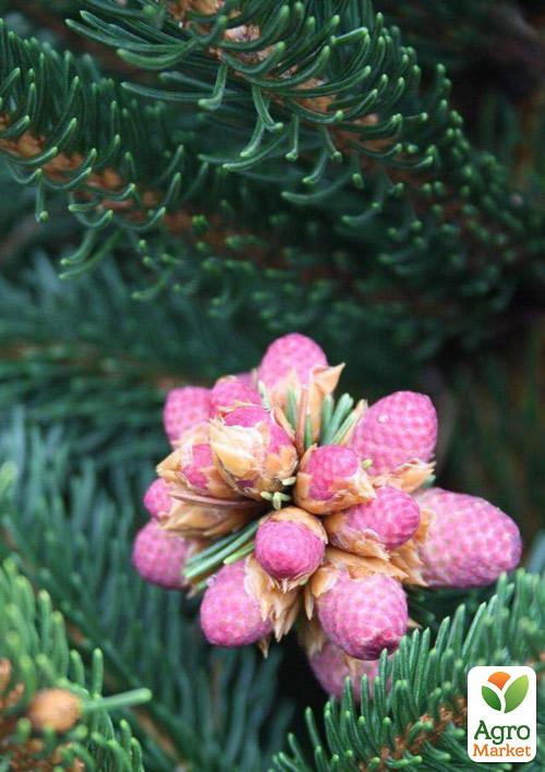 Ель Карликовая "Ohlendorffii" (горшок P9) - фото 5