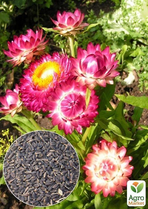 На развес Гелихризум "Бессмертник" ТМ "Весна" цена за 2г