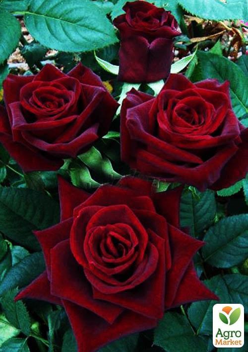 Роза чайно-гибридная "Черная магия" (саженец класса АА+) высший сорт
