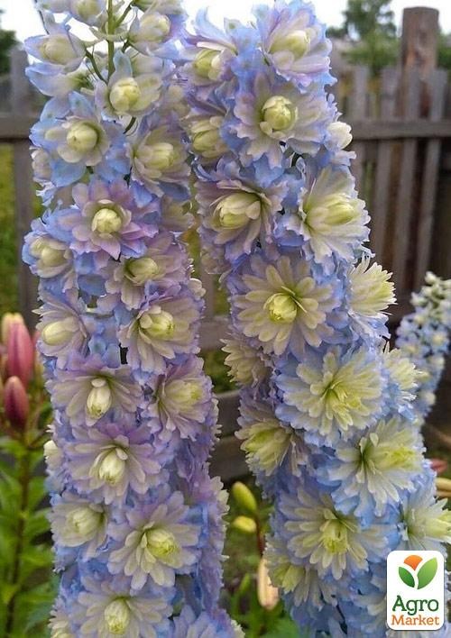 Дельфиниум махровый "Crystal Delight"