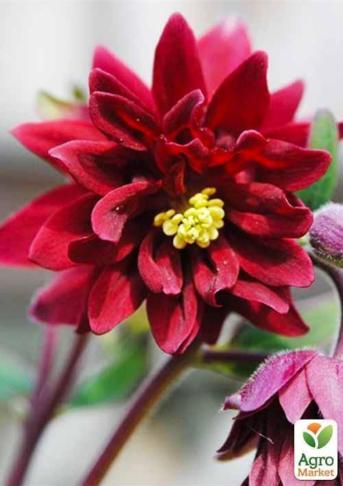 Аквілегія махрова "Ruby Port" 1 шт в упаковці - фото 5