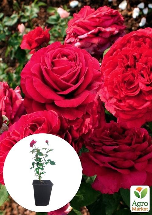 Троянда в контейнері флорибунда "La Rose des 4 Vents" (саджанець класу АА+)