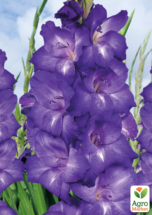 Гладіолус "Performer" 