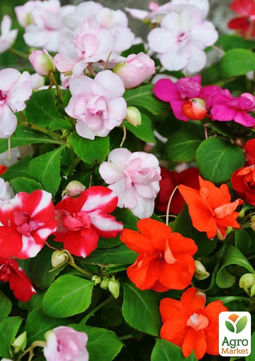 Бальзамін махровий "Фея квітів" ТМ "Vesna Exclusive" 5шт