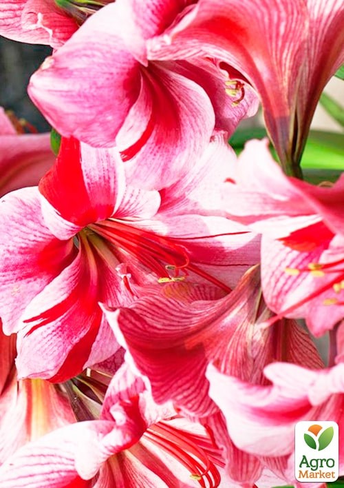 Гиппеаструм простой "Gervase" (Амариллис)  - фото 2