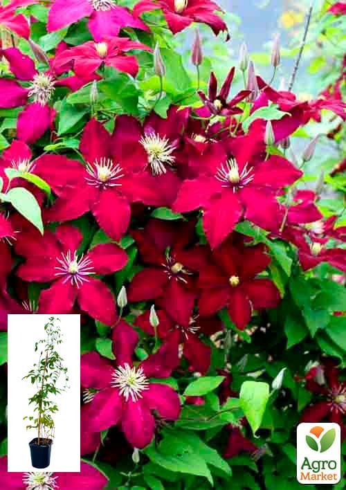 Клематис 3-х річний "Perida" С2