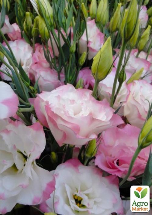 Еустома махрова "Dream White Pink" укорінена в контейнері Р9