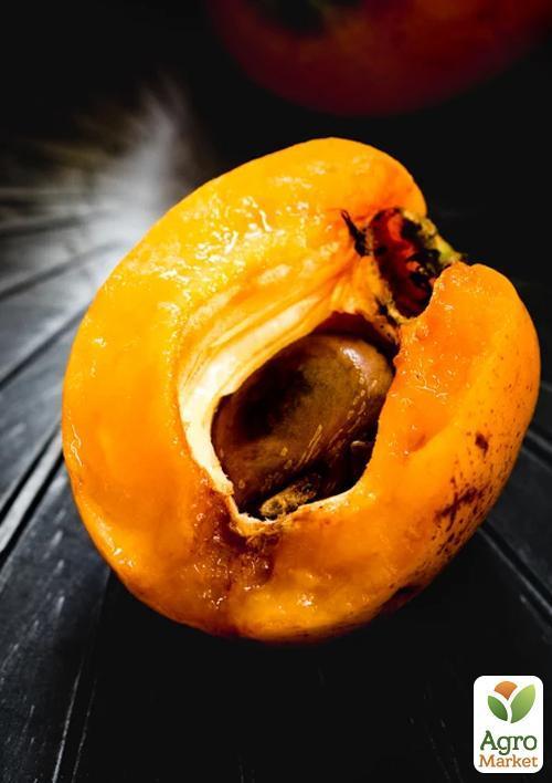 Мушмула "Японська" (літній сорт) - фото 2