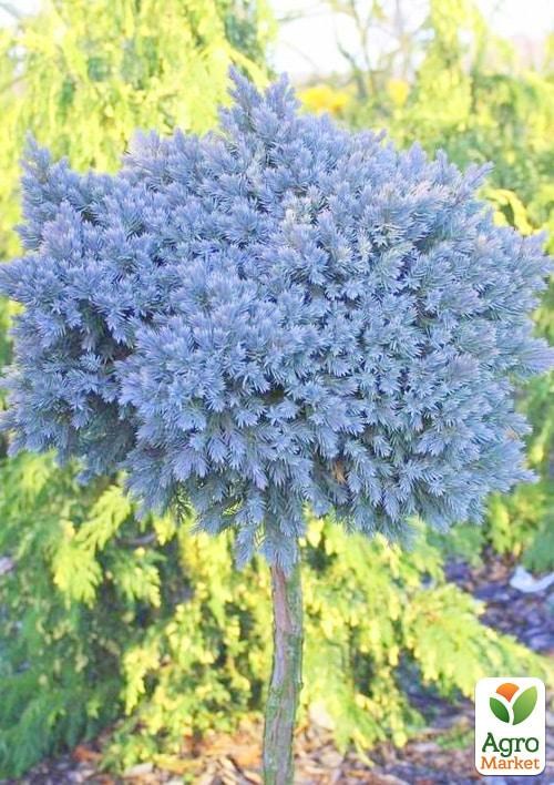 Можжевельник чешуйчатый на штамбе «Blue Star» С5, высота 70-90см - фото 3