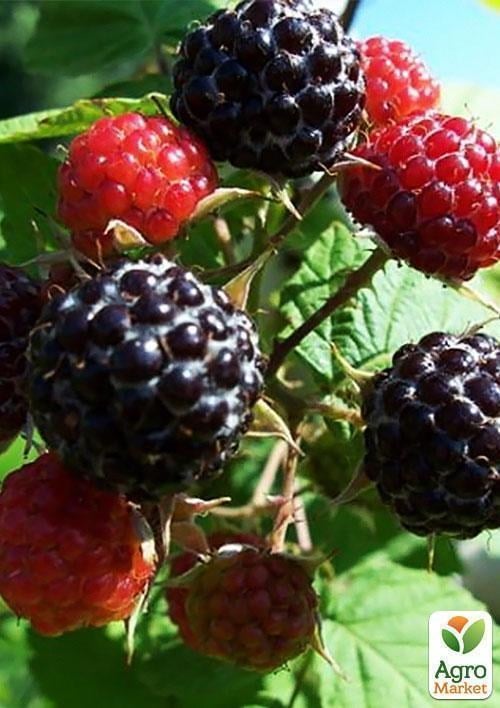 Эксклюзив! Малинно-ежевичный гибрид чёрный с глянцевым блеском "Роскошный блюз" (Luxury Blues) (премиальный крупноплодный сорт) - фото 6