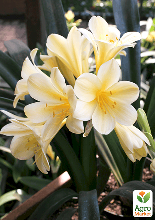 Клівія "Clivia Citrina" (вічнозелена багаторічна кімнатна рослина) - фото 7