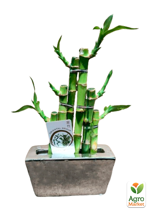 LMTD Бамбук Сандера "Dracaena Steps" (высота 20-30см) - фото 5