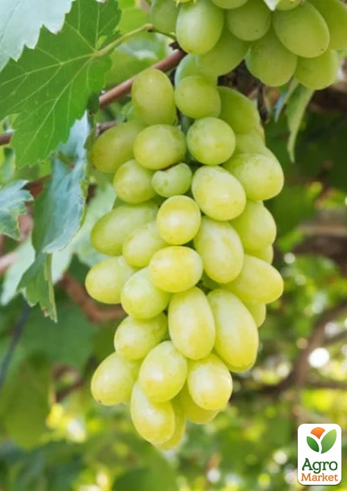 Виноград "Большой Билли" (ранний срок созревания, крупный, сладкий) - фото 2