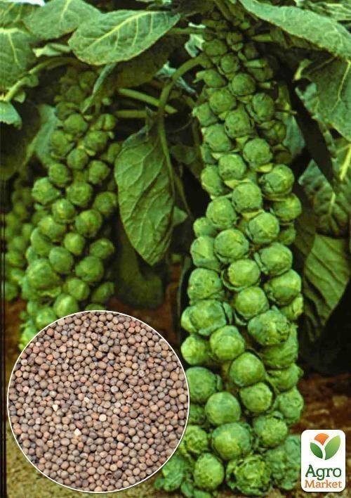 На развес Капуста "Брюссельская" ТМ "Весна" цена за 2г