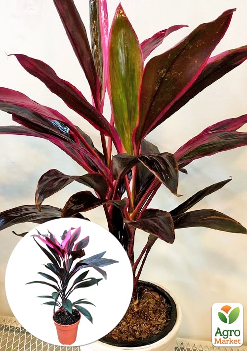 LMTD Кордилина "Tango" (высота 35-45см)