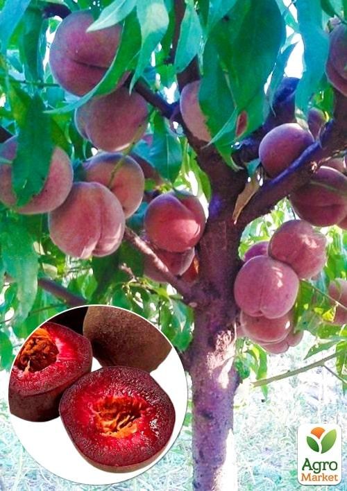 Персик красномясый "Эритрокарпа" укорененный в контейнере (саженец 2 года) - фото 3