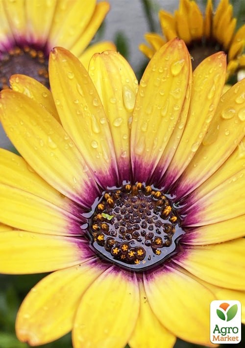 Остеоспермум "Tropic Sun" - фото 2