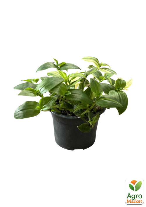 Традесканція ампельна "Yellow Hill"  - фото 5