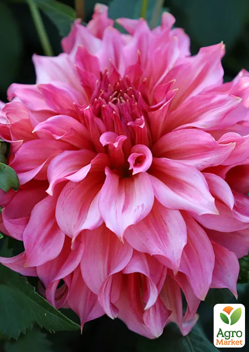 Георгина "Islander" (гигантский цветок)