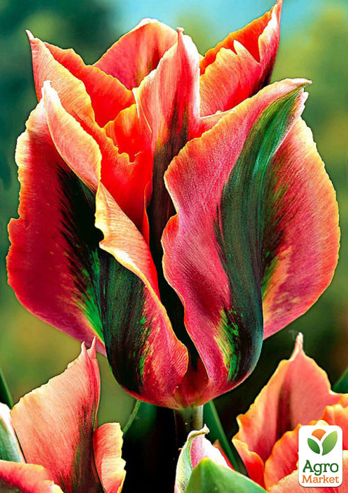 Тюльпан "Artist" 