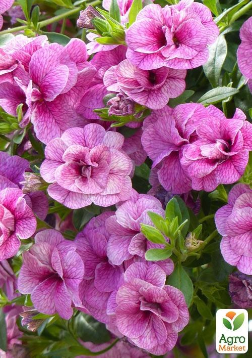 Калібрахоа Calita "Double Rosy" (контейнер №10, висота 10-15см)