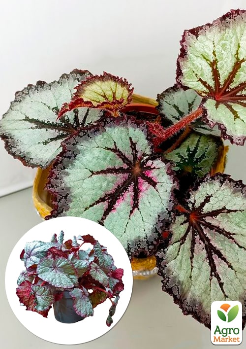 Бегония королевская REX "Snow Storm" 20-30см