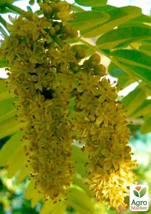 Гледичия трехколючковая