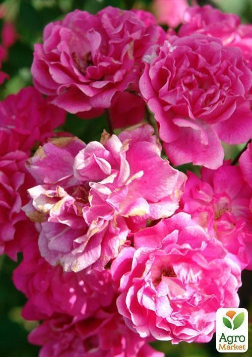 Роза штамбовая "Супер Эксцельза"