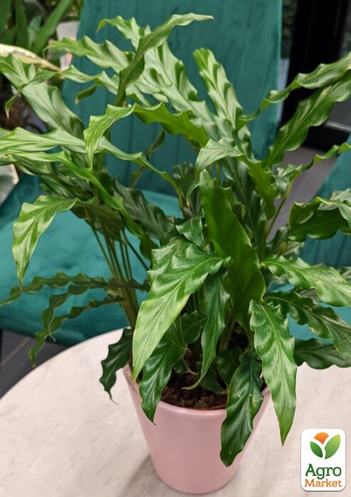 Калатея "Rufigreen" (высота 30-40см) - фото 7