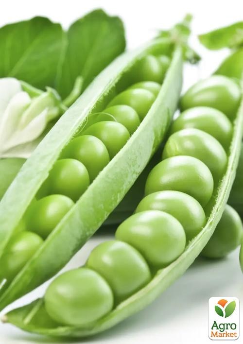 Горох "Преладо" ТМ "Профессиональные семена" 20шт - фото 2