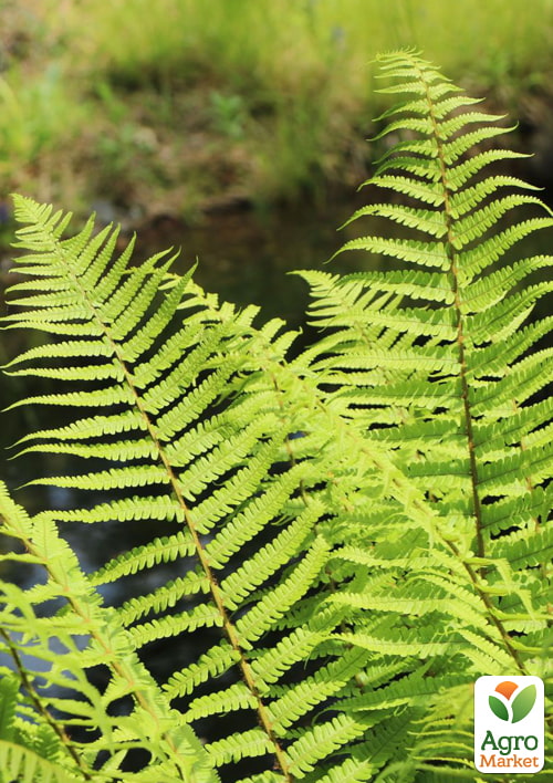 Щитник чоловічий (багаторічна папороть, кореневище)