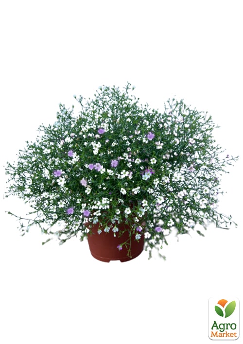 LMTD Гипсофила розовая+белая "Carnaval" высота 20-30см - фото 5