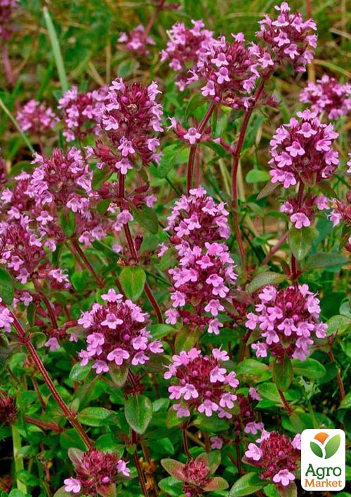 Тимьян "Serpillum" (лекарственный, декоративный, широко применяется в кулинарии) - фото 6